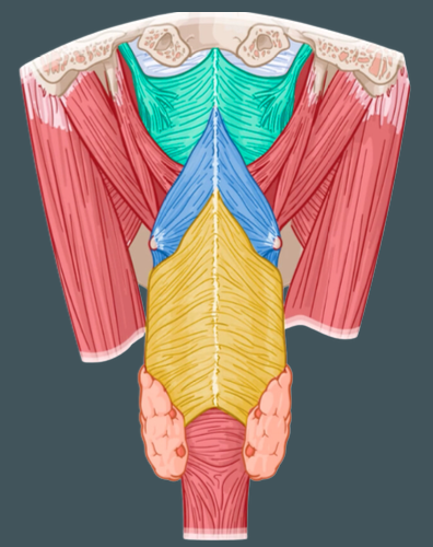 <p>External circular muscles that contract in sequence during swallowing to <strong>constrict the pharynx</strong></p>