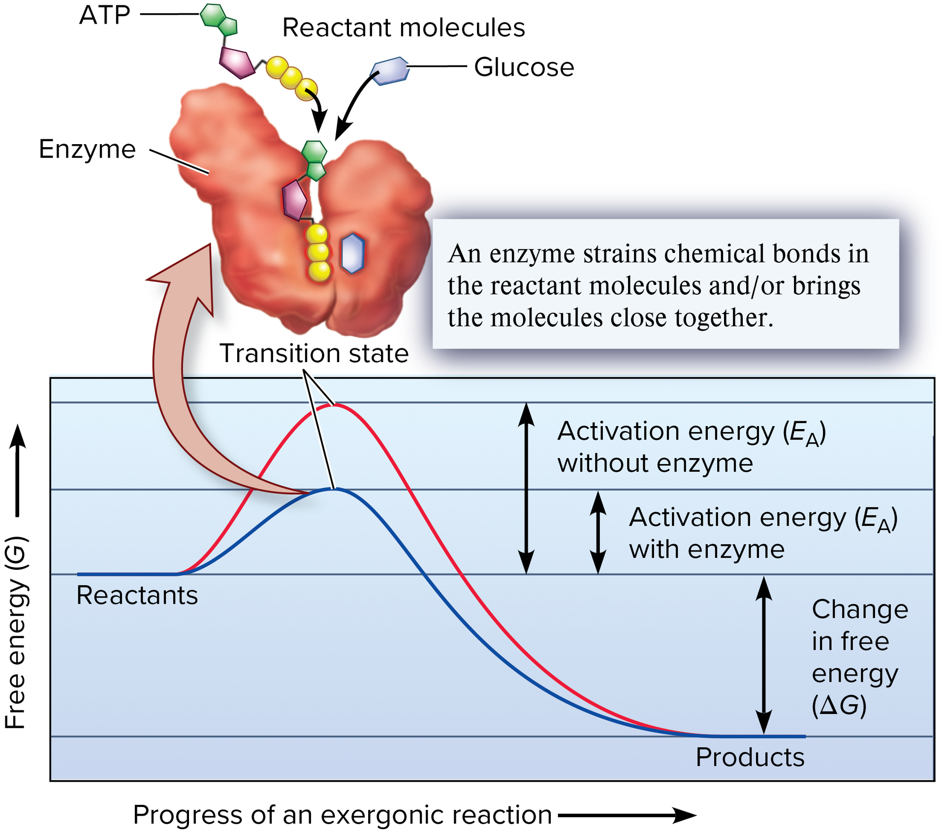 <p>activation energy</p>