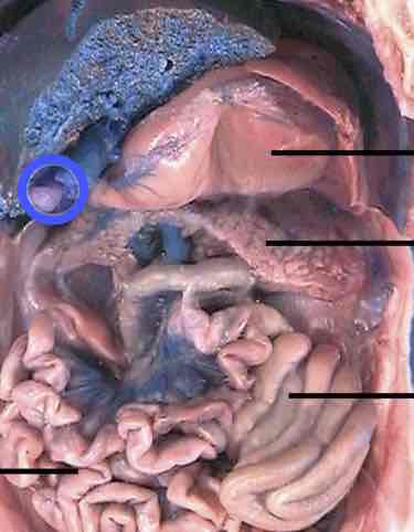 knowt flashcard image