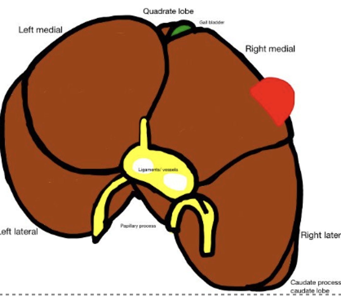 <p>what kind of contour is this?</p>