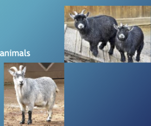 <p>Origin:west Africa, Utilized as companion animals</p>
