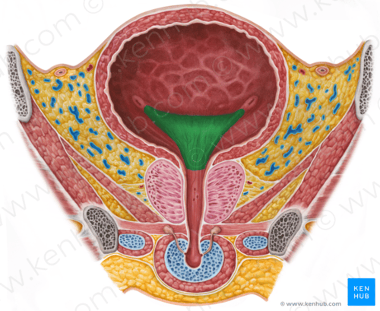 <p>Litet triangulärt slemhinneområde i urinblåsan, mellan öppningarna från respektive ureter och urethras mynning</p>