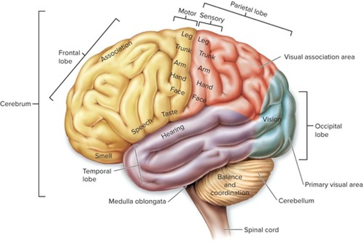 <p>Balance, posture, and muscular coordination.</p>