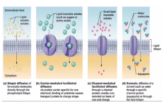 <p>What would happen if O2 and CO2 diffusion will need membrane diffusion?</p>