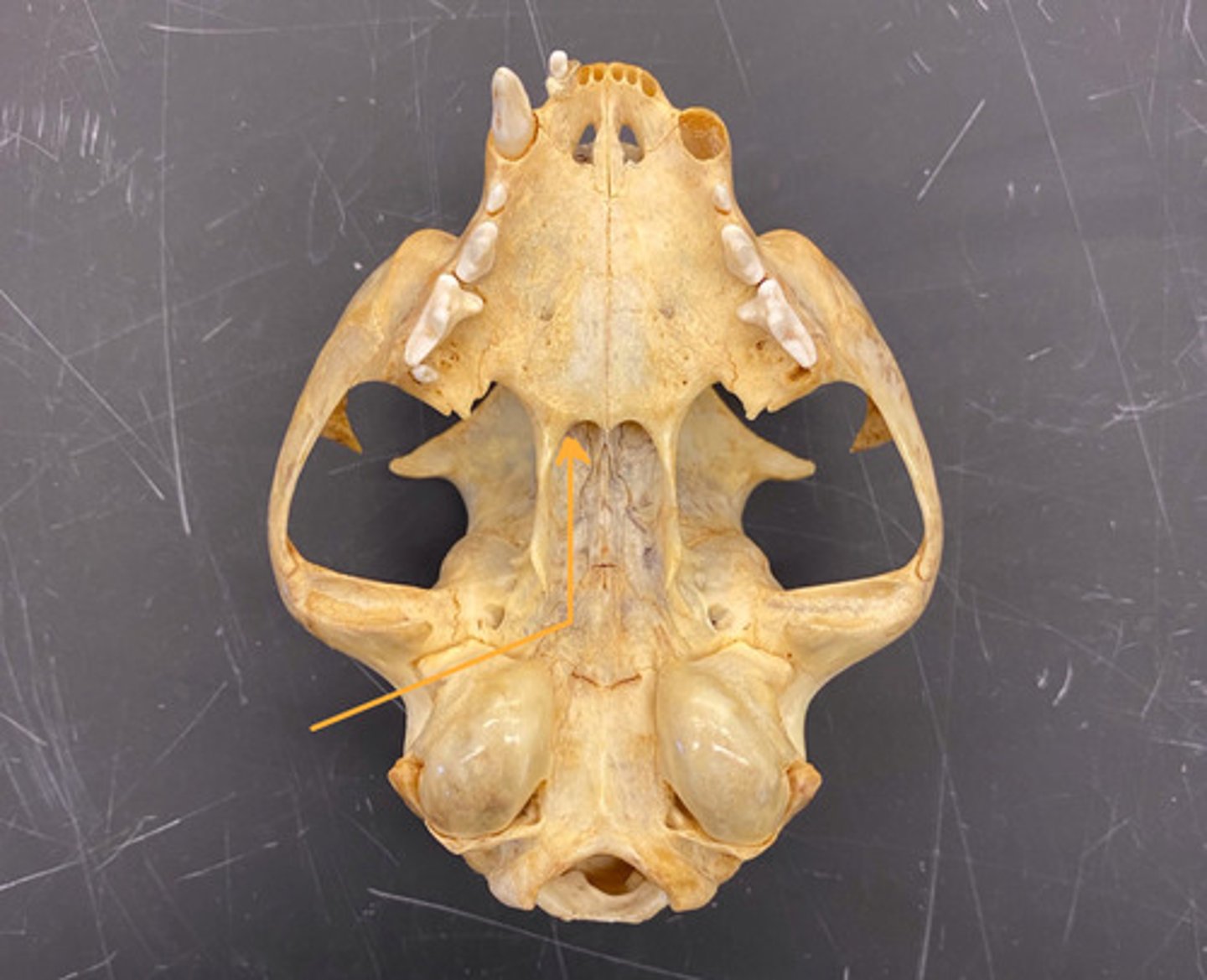 knowt flashcard image