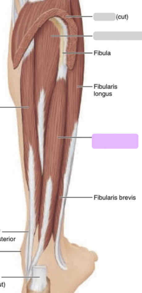 <p><span>Anterior leg (deep)</span></p>
