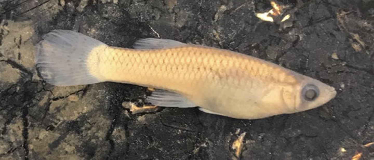 <p>Livebearers</p>
