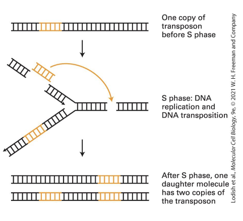 <ul><li><p>during S phase</p></li><li><p>if transposon moves from region that has replicated to one that has not then the copy number will increase by one in one of the daughter chromosomes (one daughter molecule will have two copies fo the tranposon)</p></li></ul><p></p>