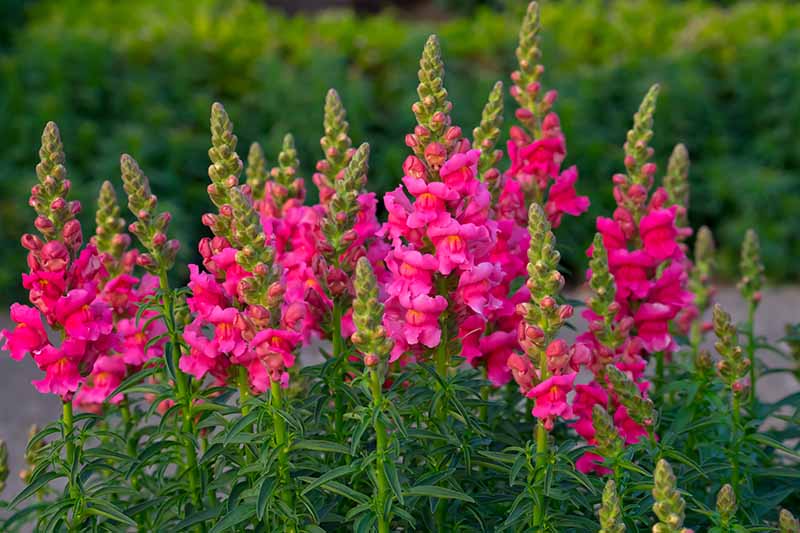 <p>Snapdragon</p>