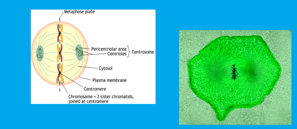 a) replicated chromosomes line up in the __**m**__iddle of the cell