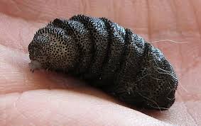 <p>Yellow fat larva with mouth parts and bumps all over, </p><p>Grey fly, not to be confused with horse bot</p>