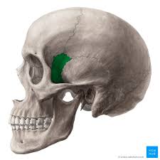 <p>Side View of Human Skull</p>