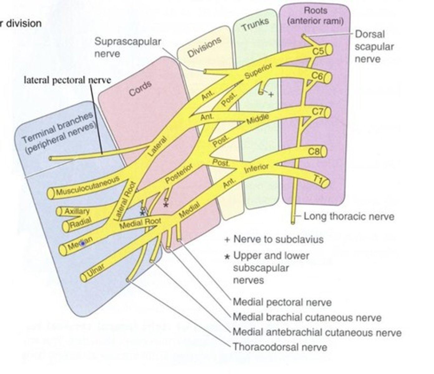 <p>Formed by C5-C6, gives off nerve to subclavius and suprascapular nerve.</p>