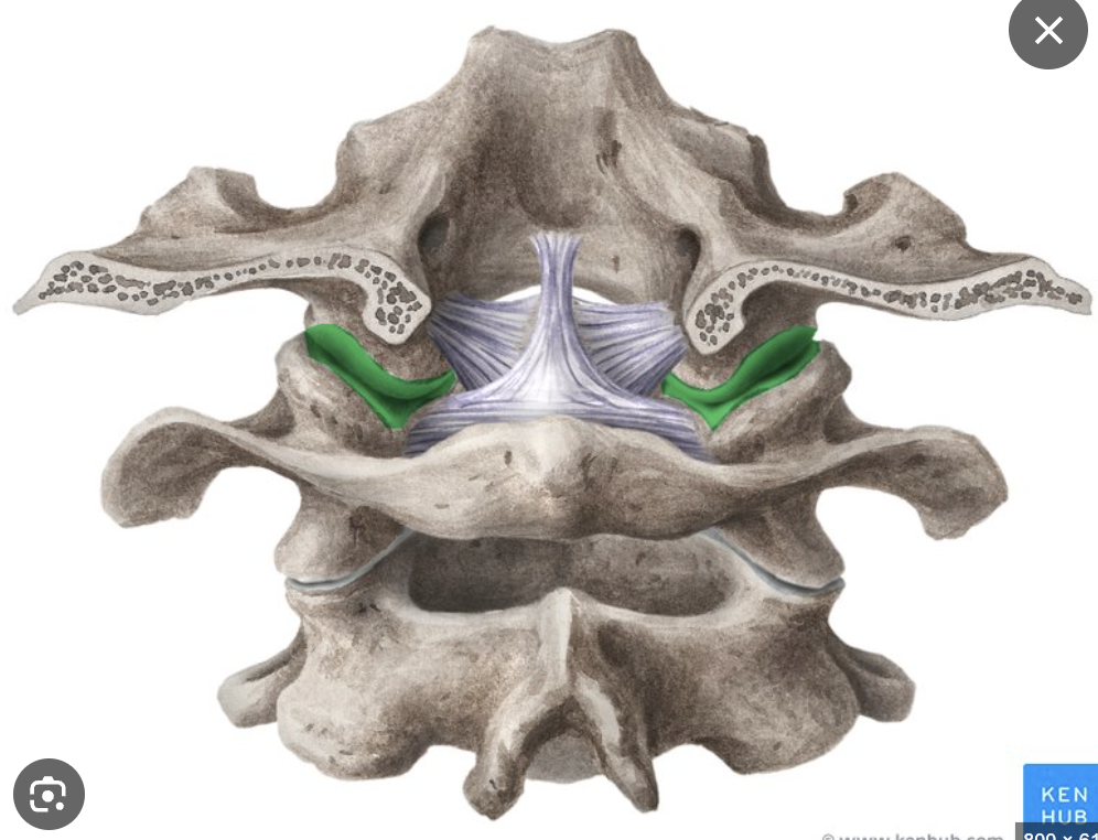 <p>Flexion and extension of the head ("yes" motion).</p><p></p>