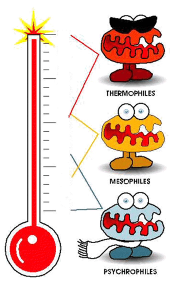 <p>- Psychrotrophs</p><p>- Psychrophiles</p><p>- Mesophiles</p><p>- Thermophiles</p>