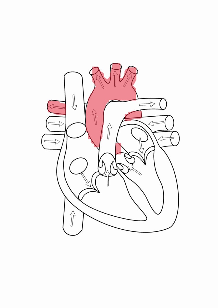 <p>distributes oxygenates blood to the rest of the body</p>