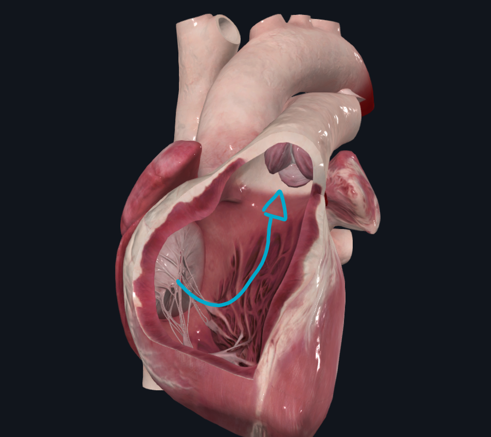 <p>Recibe sangre venosa de aurícula derecha y la envía a la arteria pulmonar</p>