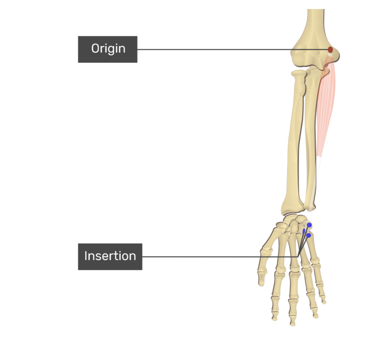 <p>flexor carpis ulnaris</p>