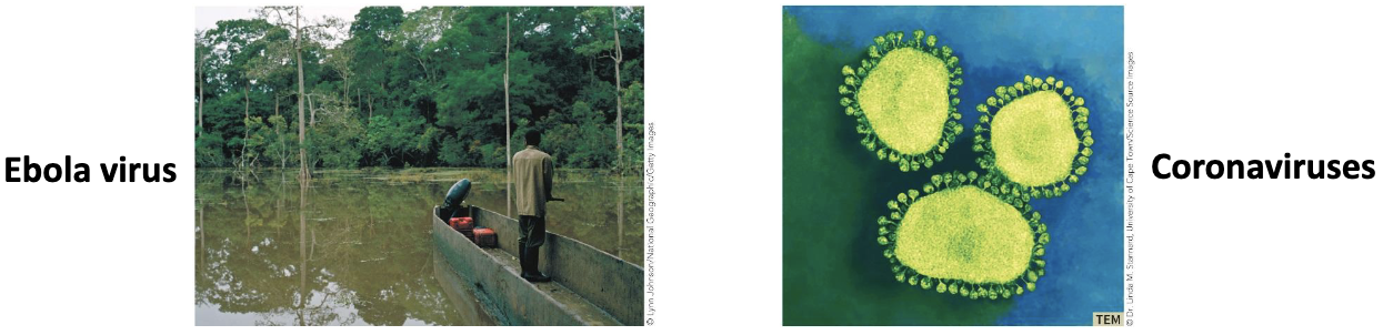 <p>Virus names:</p><ul><li><p>Historically, quite varied!</p><ul><li><p>Simple letter/number combinations (<strong><em>T4 phage</em></strong>)</p></li><li><p>Organism(s) they infect (<strong><em>tobacco mosaic virus</em></strong>)</p></li><li><p>Location of discovery (<strong><em>Ebola River</em></strong>, Zaire)</p></li><li><p>Appearance (<strong><em>coronavirus</em></strong>, “crown”)</p></li><li><p>Disease caused (<strong><em>hepatitis</em></strong> viruses</p></li></ul></li></ul><p></p>