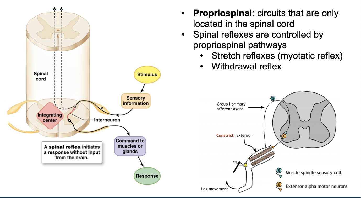 <ul><li><p><strong>Propriospinal: </strong>Circuits that are only located in the spinal cord</p></li><li><p>Spinal reflexes are controlled by propriospinal pathways → initiates a response without input from the brain </p><ul><li><p>Brain can increase or decrease brain strength </p></li><li><p><strong>Stretch reflexes (myotatic reflex): </strong>Causes a muscle to contract in response to being stretched, helping maintain muscle tone and posture.</p></li><li><p><strong>Withdrawal reflex: </strong>Automatically pulls a body part away from a painful stimulus, without needing the brain to initiate it.</p></li></ul></li></ul><ul><li><p><strong>Reflex arc layout (left diagram)</strong></p><ul><li><p>Stimulus → sensory neuron → interneuron → motor neuron → response </p><ul><li><p>Integrating center → spinal cord </p></li></ul></li></ul></li><li><p><strong>Stretch (myotatic) reflex example (right diagram)</strong></p><ul><li><p>Muscle stretches </p></li><li><p>Muscle spindle detects the stretch </p></li><li><p>Afferent neuron carries sensory info to the spinal cord</p></li><li><p>Sensory neuron synapses in the spinal cord (release neurotransmitters → basically passing signal to next neuron)</p></li><li><p>Alpha motor neuron to the same muscle is activated</p></li><li><p><strong>Response: </strong>Muscle contracts/knee-jerk</p></li></ul></li></ul><p></p>