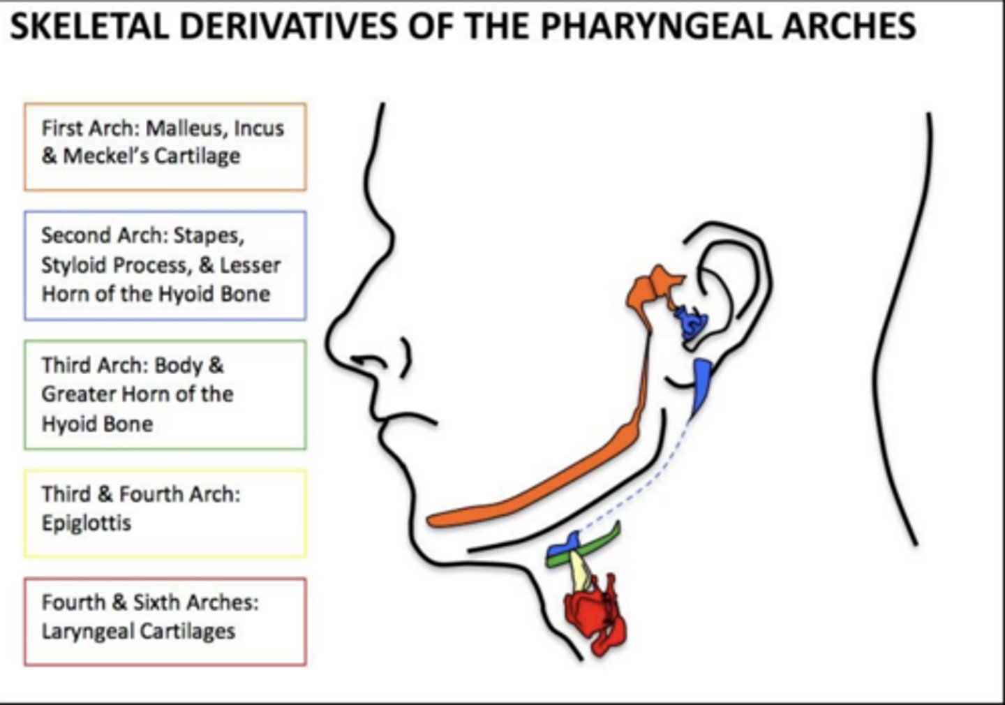<p>Greater horn and lower body of the hyoid.</p>