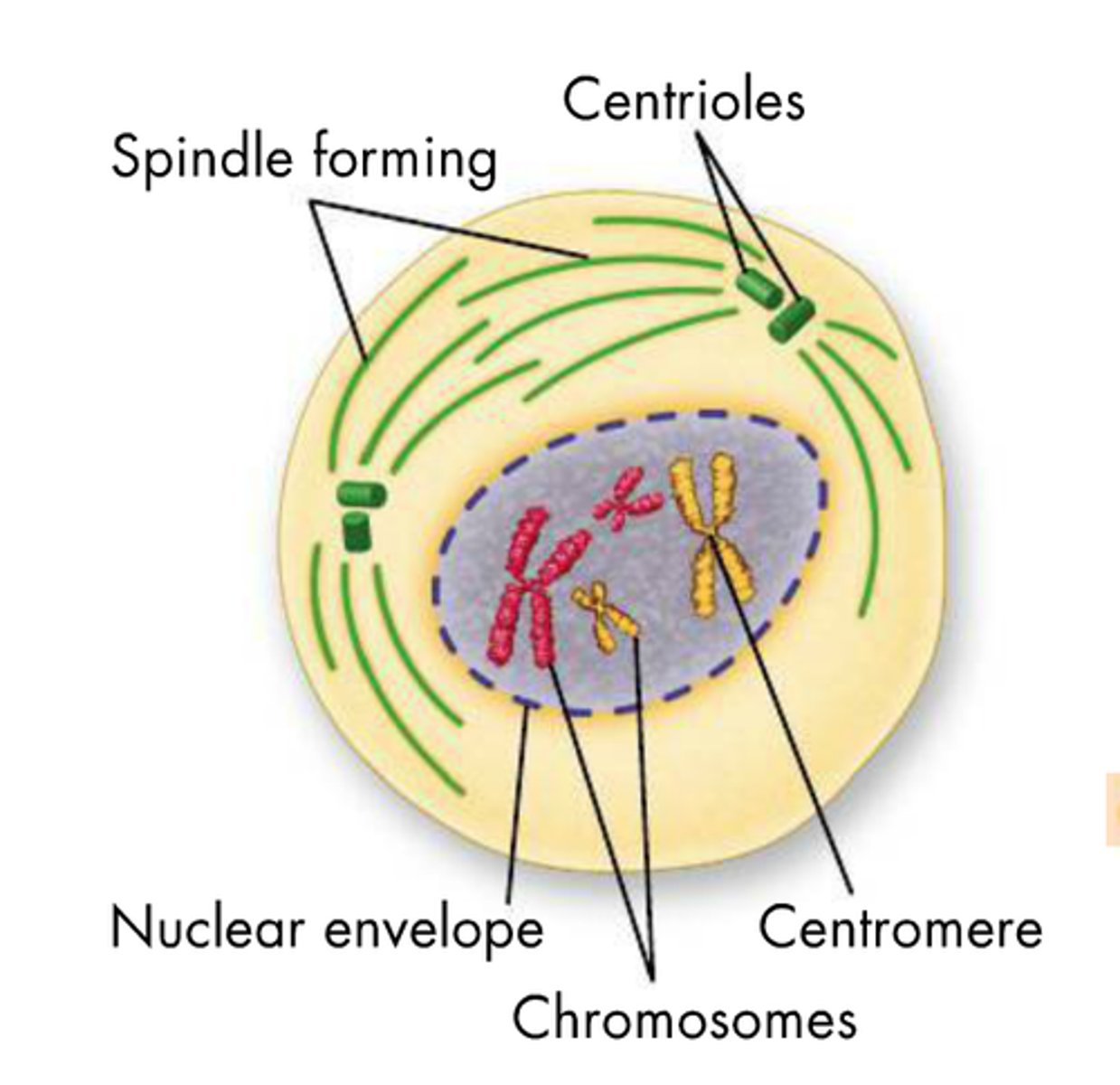 <p>1. spindle fibers form</p><p>2. nuclear envelope breaks down</p><p>3. chromatin (long strings of DNA) turns to chromosomes (nicely packed structures of DNA)</p>
