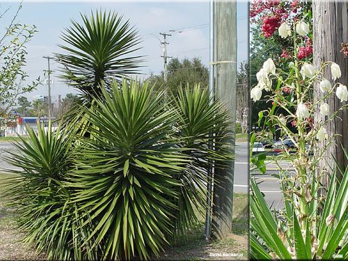 Common: Spanish Bayonet
Family: Agavaceae
Range: native to US --> Louisiana, E TX, NC, Coastal Plain
Habitat: Shell mounds, dry-sandy soils
Height: Up to 20ft tall in its Southern range without hurricanes.
Growth habit: Forms colonies. Easy to propagate.
Monocot, evergreen
Leaves: sharp, pointed dagger-like leaves. Older leaves fall. Linear shape. Thick and leathery. Margin: dark green, stiff, blades.
Flowers: huge panicle, terminal, bell shaped, fragrant flowers.
Fruit: berry- leathery, multiseeded.
Other: ornamental, anti-inflammatory
