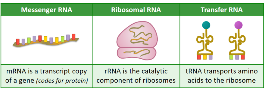 <ul><li><p>Messenger RNA (mRNA)</p></li><li><p>Ribosomal RNA (rRNA)</p></li><li><p>Transfer RNA (tRNA)</p></li></ul>