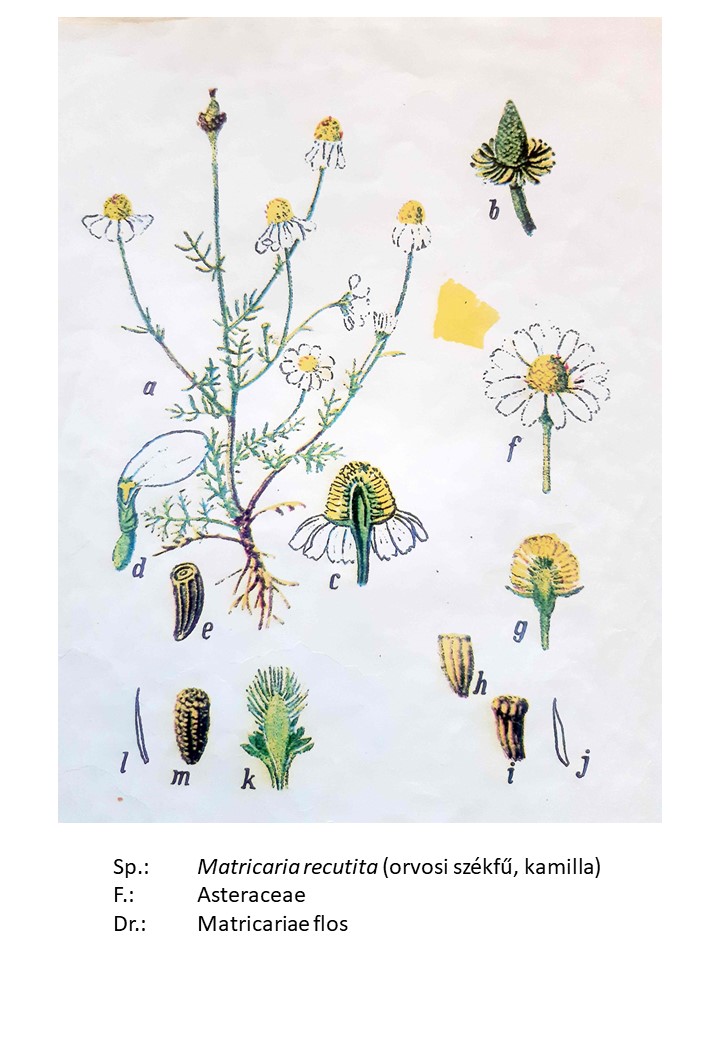<p>orvosi székfű, kamilla</p>
