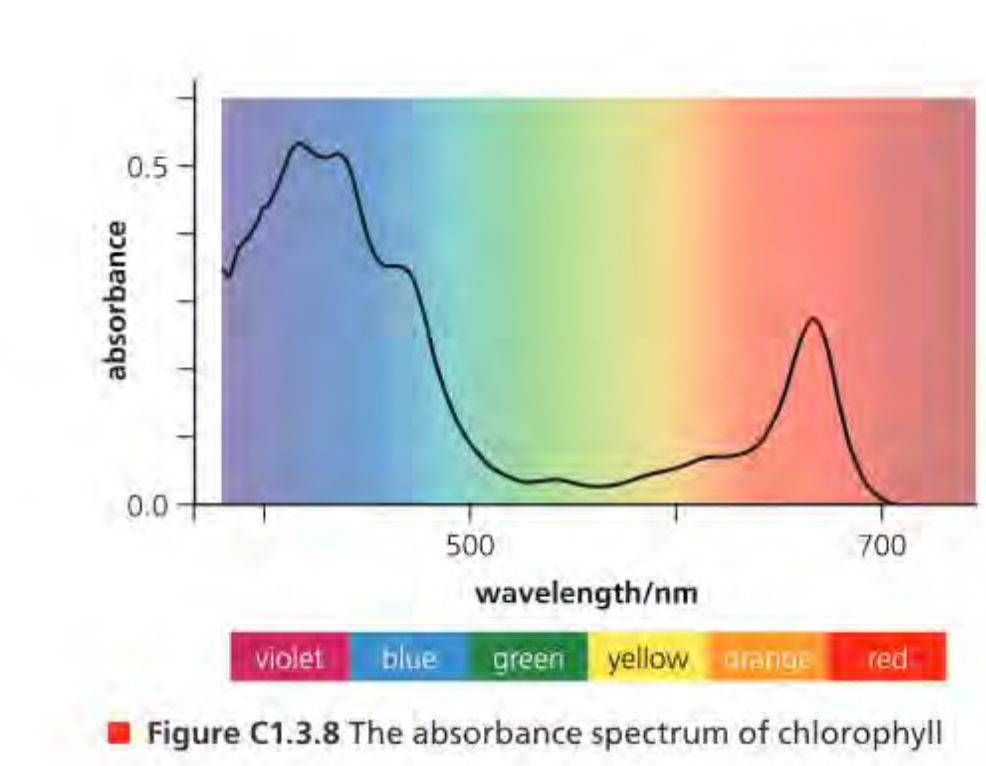 <ul><li><p>Attained by measuring their absorption of VIBGYOR in turn</p></li><li><p>Chlorophyll absorbs blue and red light most strongly - other wavelengths were absorbed less or not at all</p></li><li><p>chemical structure of chlorophyll that causes absorption of the energy of blue and red light</p></li></ul>