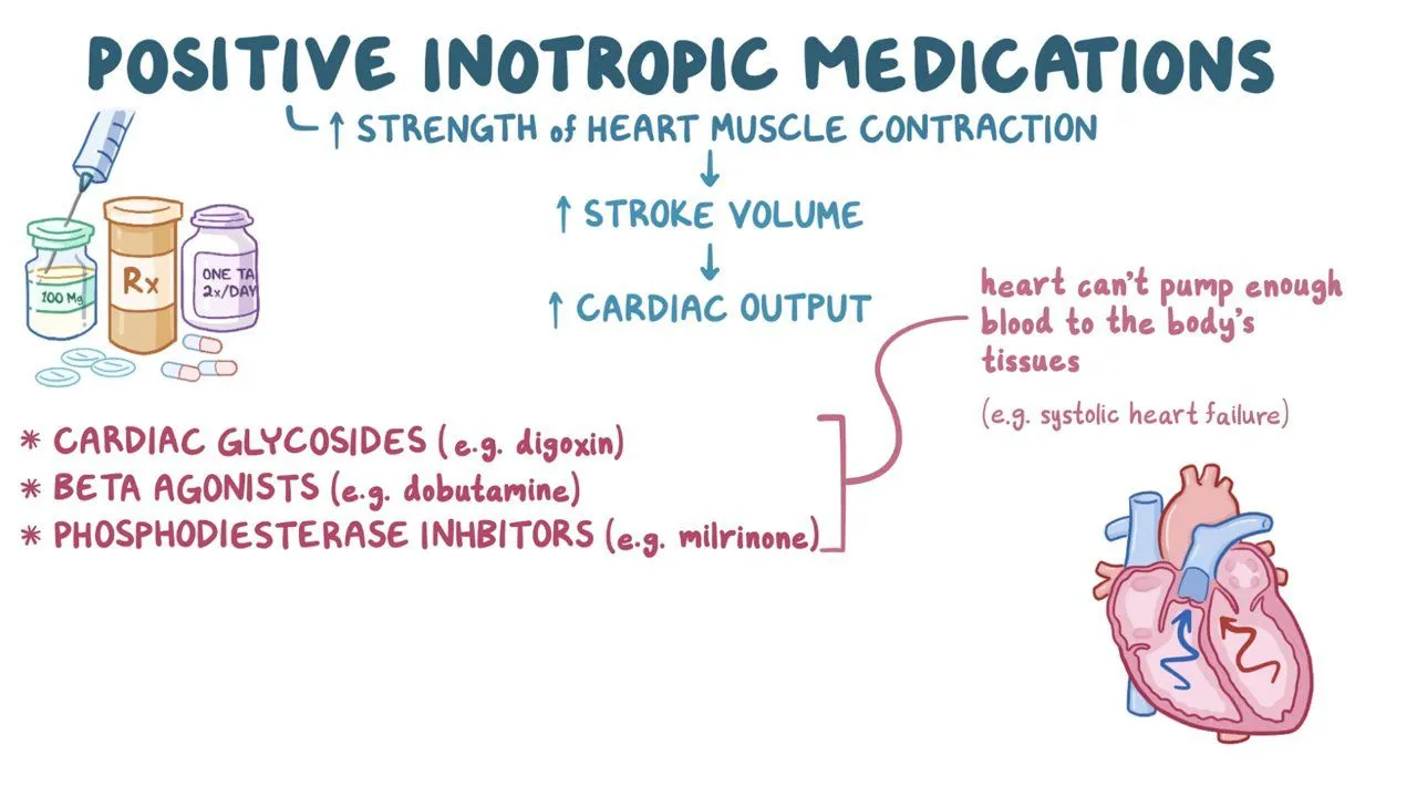 <p>influence contractile force</p><p>positive inotropic agents: factors increasing the availability of Ca2+</p><ul><li><p>noradrenaline</p></li><li><p>thyroid hormone</p></li></ul><p>negative inotropic agents: factors decreasing the availability of Ca2+</p><ul><li><p>calcium blockers</p></li><li><p>electrolyte imbalances</p></li></ul><p></p>