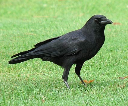 <p>Corvus ossifragus</p>