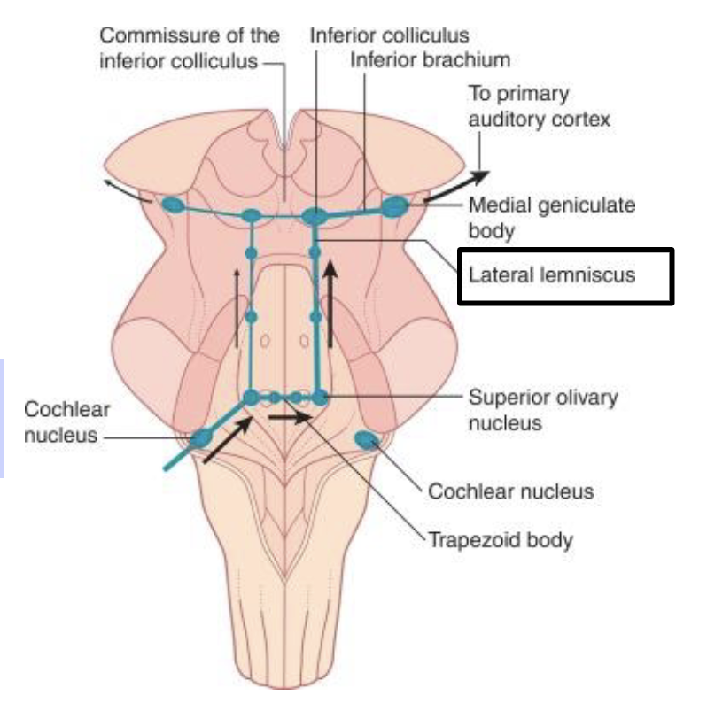 <p>lateral lemniscus</p>