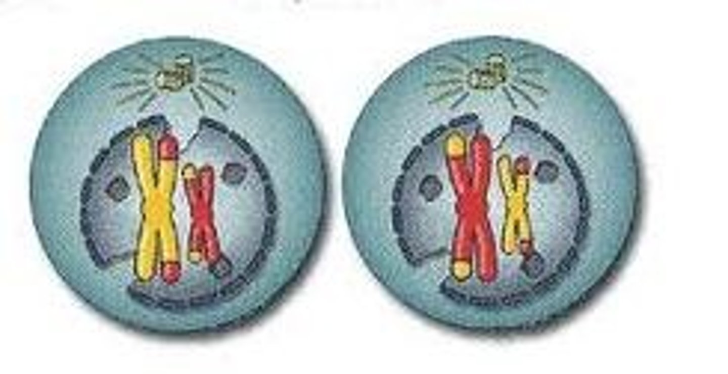 <p>Nuclear envelope breaks down and spindles begin to form. Centrioles move to the poles.</p>