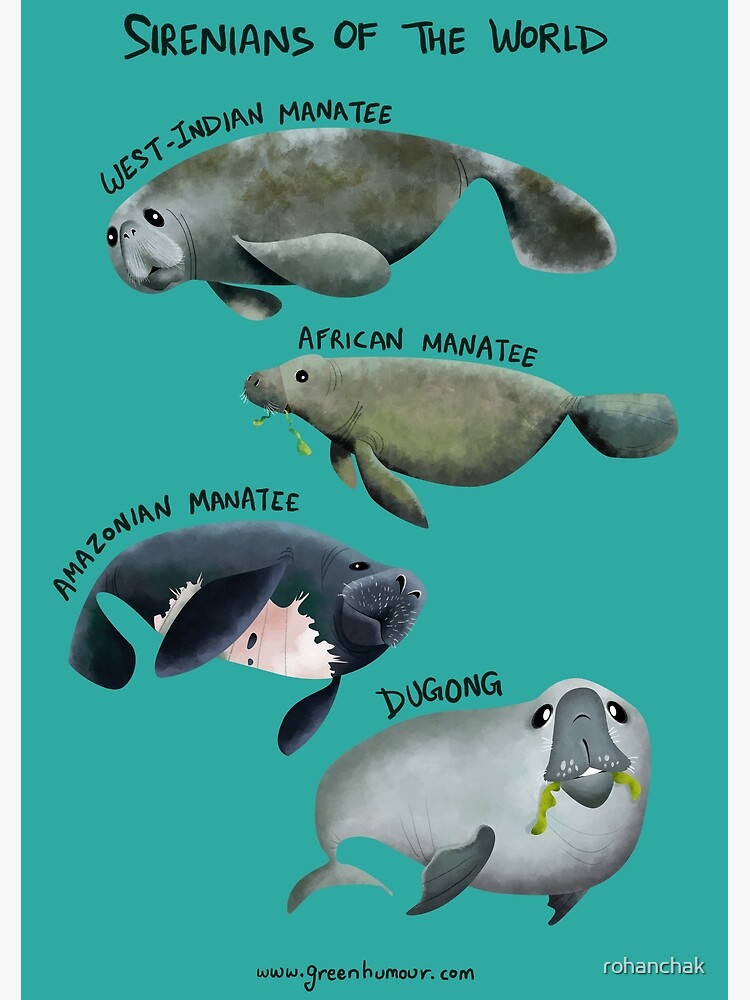 <p>sea cows, manatees and dugongs </p>