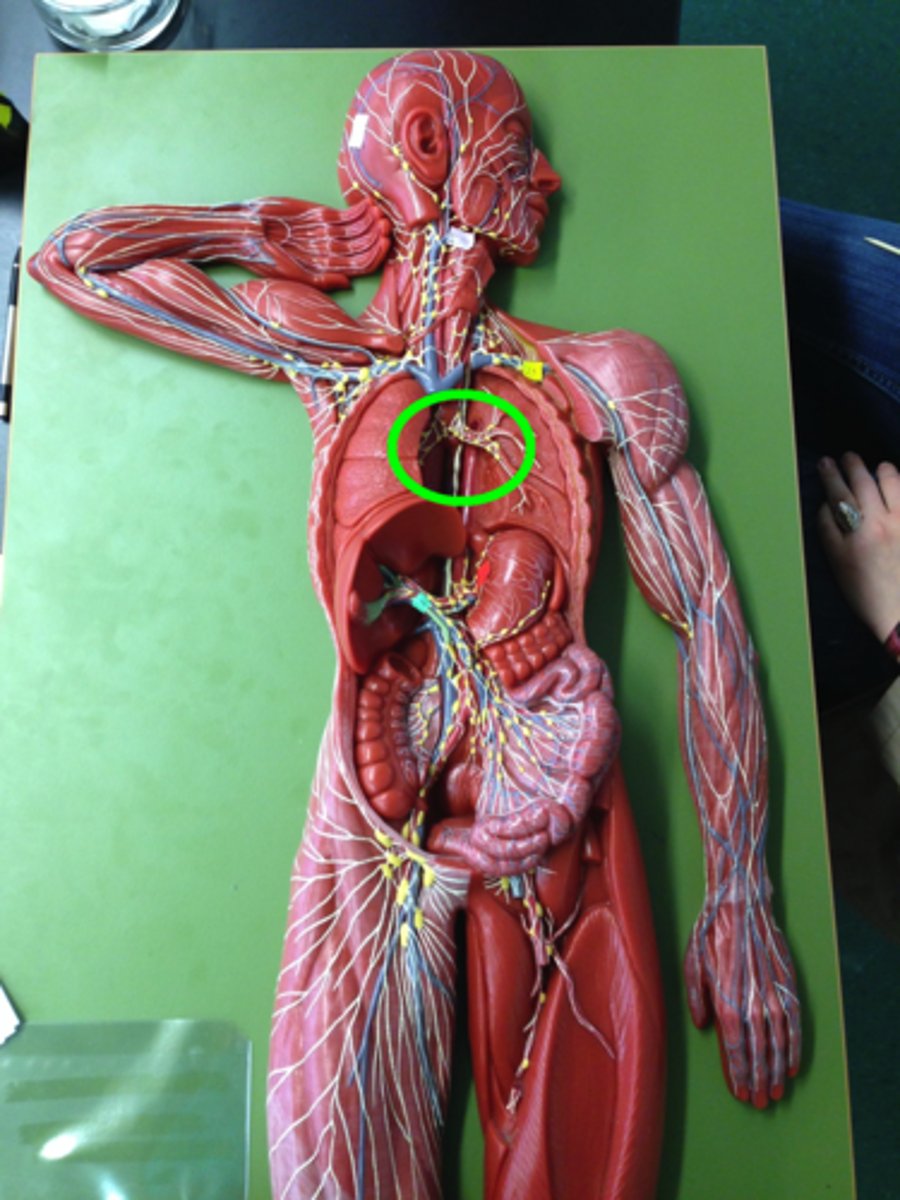 <p>What lymph nodes are located here?</p>