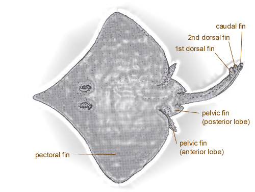 <p>Tiny caudal fin with no stinging spines</p>