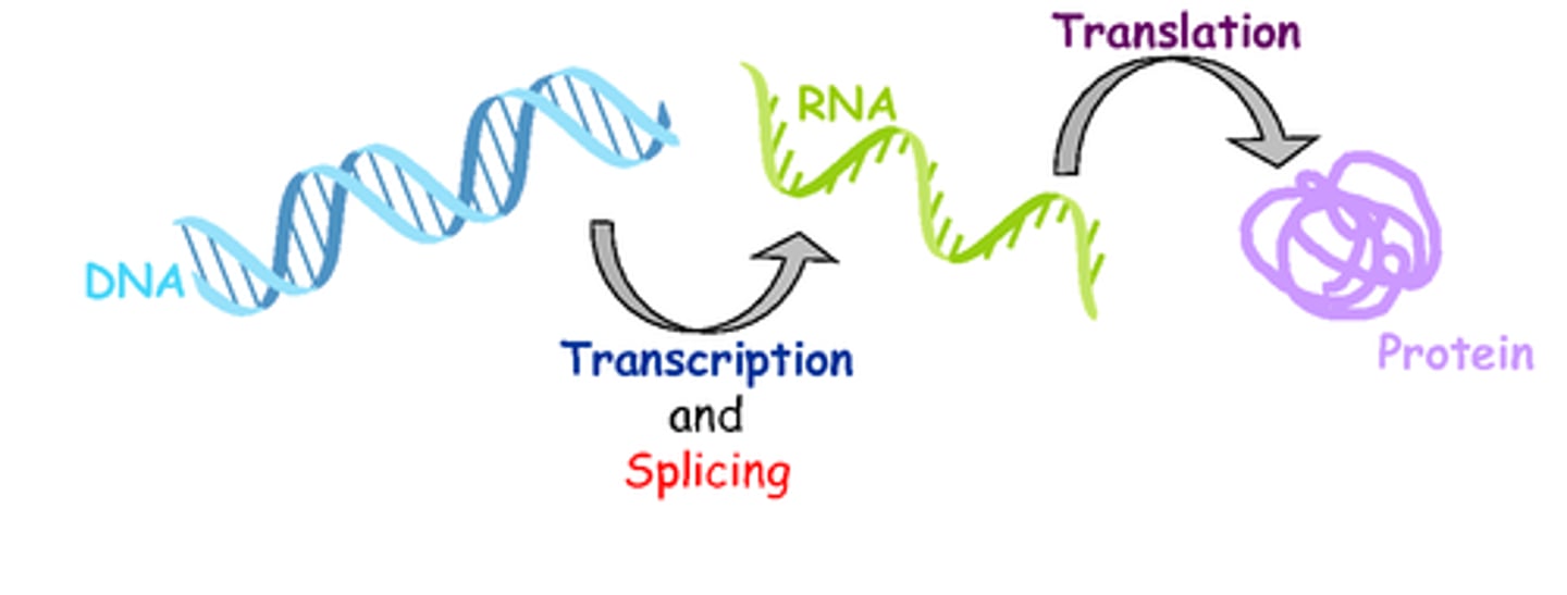 <p>the process by which information encoded in DNA directs the synthesis of proteins or, in some cases, RNAs that are not translated into proteins and instead function as RNAs</p>