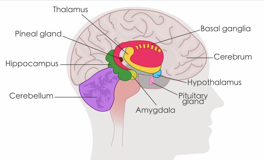 <p><span>a collection of highly specialized neural structures that sit at the top of the brain stem, which are involved in regulating our emotions</span></p>