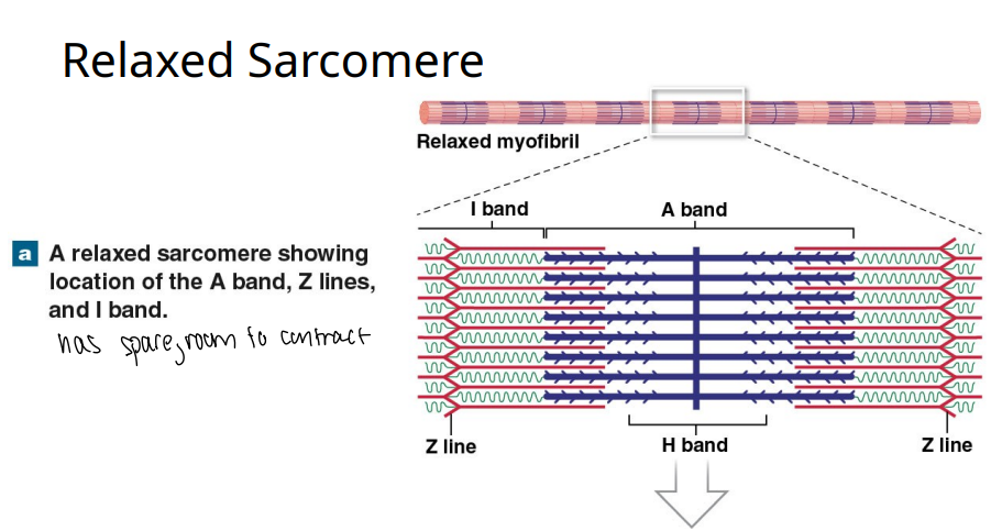 <p>A relaxed sarcomere has spare room to ____.</p>