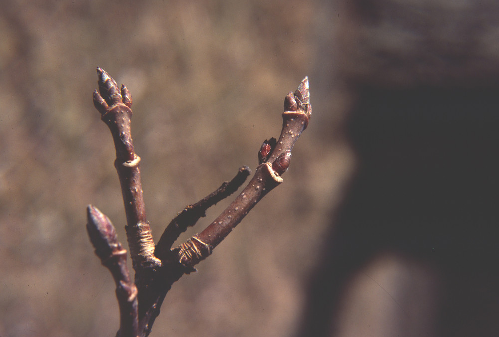 <ul><li><p>everywhere, moist / rich sites, shade tolerant</p></li><li><p>opp branch</p></li><li><p>bark: grey / brown, small cracks → platey, peels horiz</p></li><li><p>leaves: palmate, 3-5 lobes, entire margins, square proportionate, U sinus</p></li><li><p>buds: 3 brown buds at end of twig, ice cream cone shape, scales</p></li><li><p>twigs: white lenticels</p></li><li><p>repro: horseshoe samara</p></li></ul>