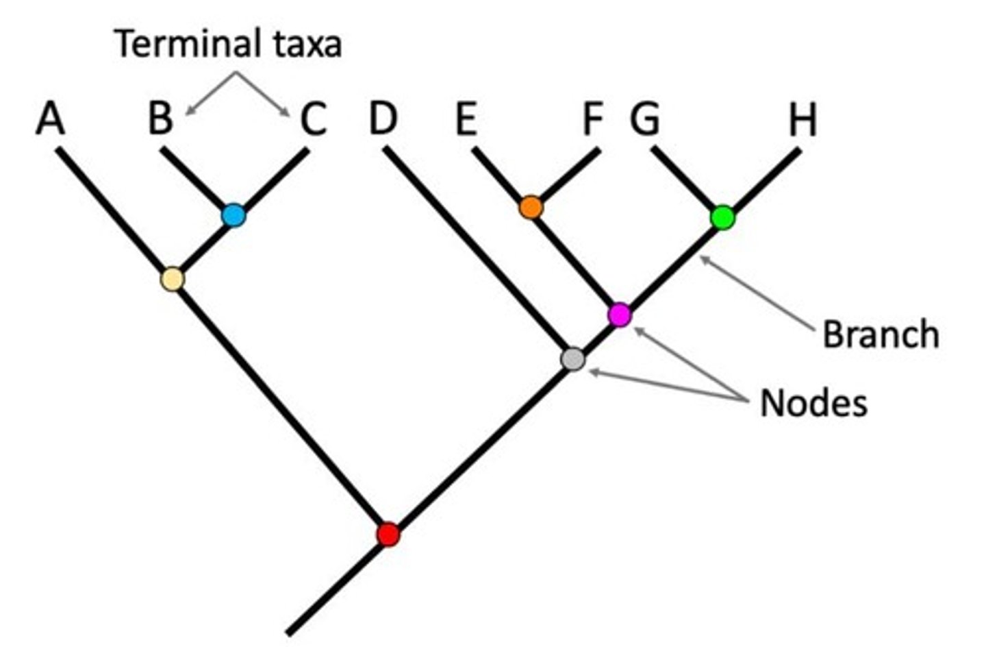 <p>A diagram that shows the evolutionary relationships among various biological species based on similarities and differences in their physical or genetic characteristics.</p>