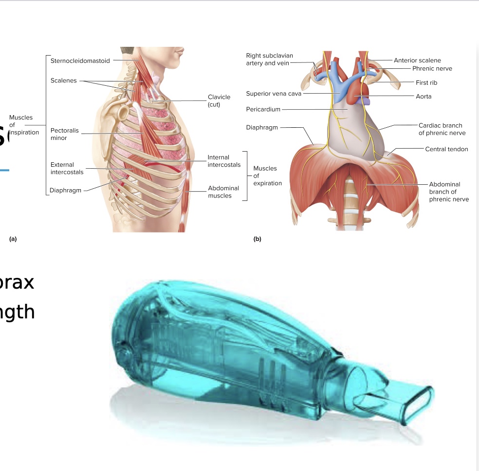 <p>-COPD, asthma, CF, Pneumothorax</p><p>*maybe 1RM, yes, maybe, definitely not</p><p><u>Is strength assessment and training safe or appropriate?</u></p><p>-yes they can</p><p>-could test w/ spirometry</p><p><strong>-Respiratory muscle training</strong></p><ul><li><p><strong>Mean Inspiratory and Expiratory Pressure</strong>: activate accessory muscle and more diaphragm; suck in or blow out as much as can</p><ul><li><p>Acapale Devise: sets resistance(also incentive spirometer where ball goes up)</p></li></ul></li></ul><p>*valsulva could crease spontaneous pneumothorax (small risk)</p>
