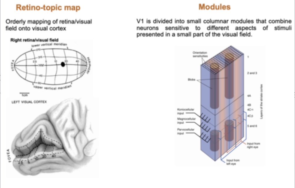 <p><span>- Retino-topic map: orderly mapping of visual field onto visual cortex.</span><br><span>- Modules: V1 divided into small columnar modules that combine neurons sensitive to different aspects of stimuli presented in a small part of the visual field.</span></p>