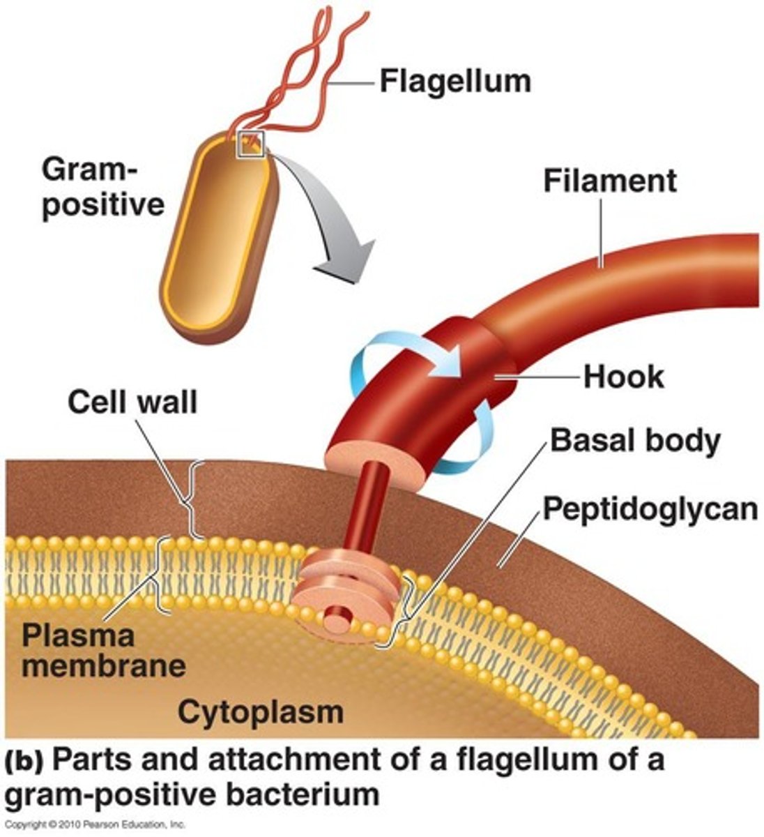 <p>Made of chains of flagellin, anchored to the wall and membrane by the basal body.</p>