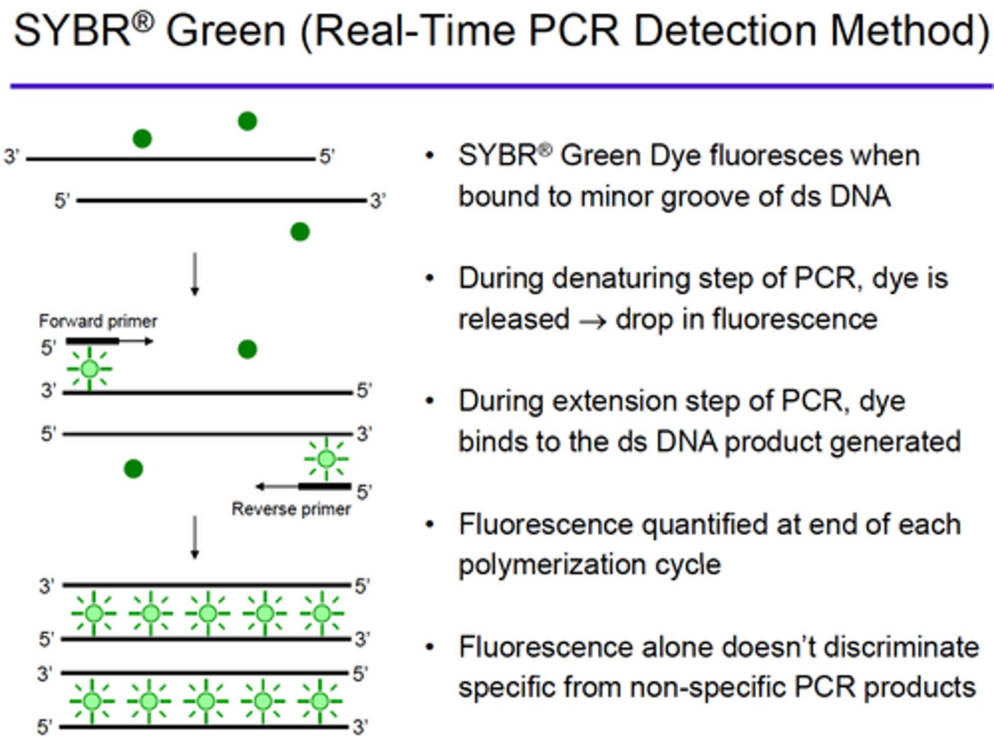 <p>(binds to DNA and fluoresces under UV light)</p>