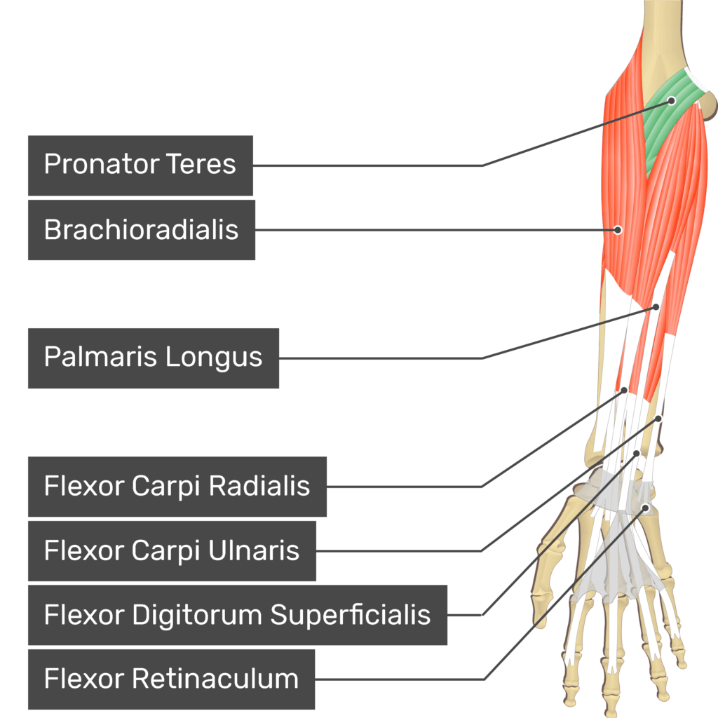 <p>Pronator teres</p>
