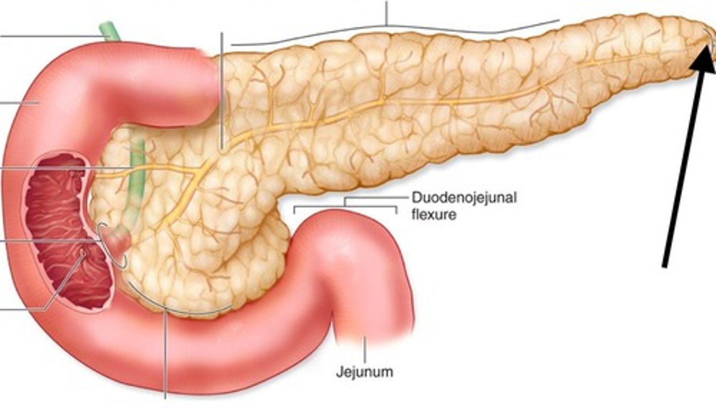 <p>endocrine gland; controls the levels of glucose in the blood, secretes insulin and glucagon</p>