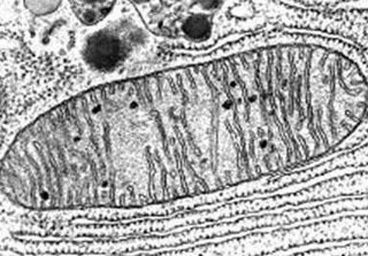 <p>Organelles that produce energy for the cell through cellular respiration.</p>