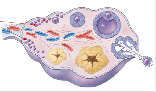 <p><mark data-color="yellow">Female reproductive cycle: follicle maturation</mark></p><p>Can you label, describe and explain what this diagram is/shows?</p>